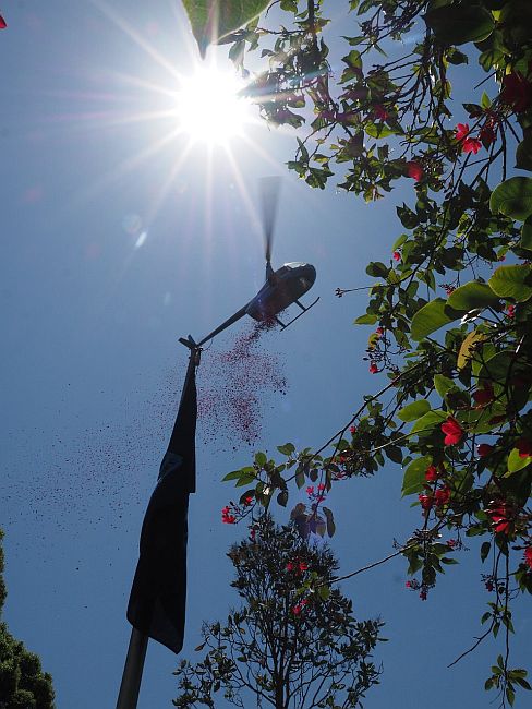 poppy drop